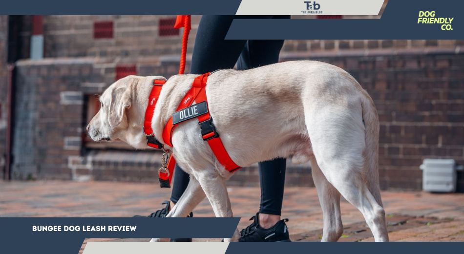 Bungee Dog Leash Review